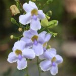 Thunbergia grandiflora: guía de cuidados y reproducción essencial