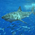 Tiburones del Mediterráneo: secretos y supervivencia en sus aguas