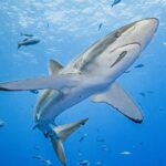 Tiburones: Un llamado urgente para su conservación
