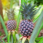 Tiempo de crecimiento de una piña: lo que debes saber