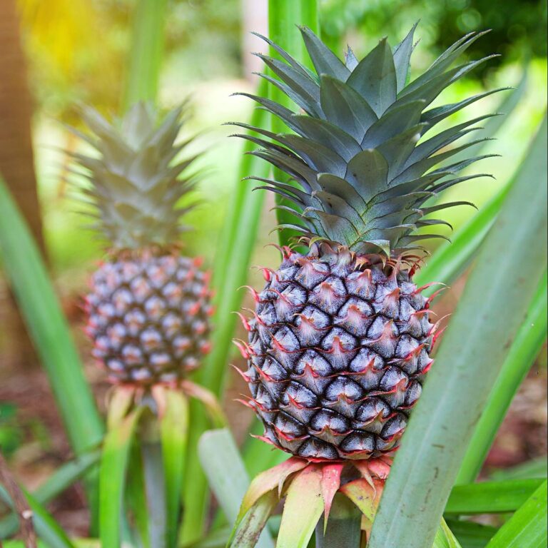 Tiempo de crecimiento de una piña: lo que debes saber - Ecoarmonia