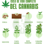 Tiempo de germinación de la semilla de marihuana