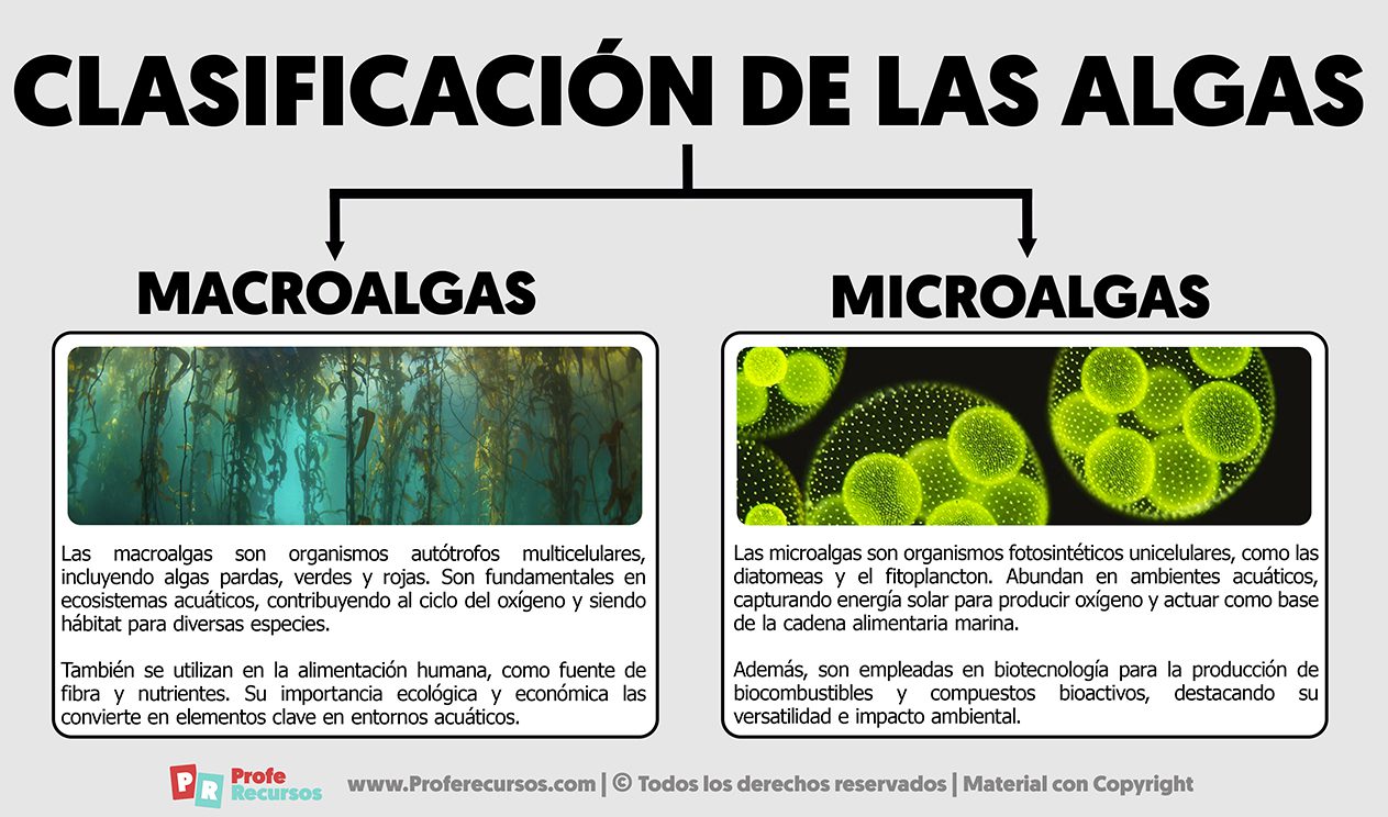 Tipos y clasificación de algas marina y dulceacuícolas