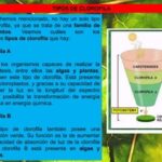 Todo sobre la clorofila y sus diferentes tipos