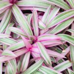 Tradescantia spathacea: cuidados reproducción y beneficios esenciales
