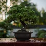 Ubicación ideal del bonsái según el Feng Shui