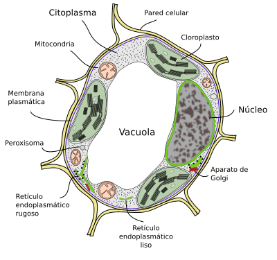 Vacuola: Funciones y Estructura en las Células Vegetales