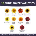 Variedades de girasoles y sus características esenciales