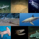 Variedades de tiburones: especies y su diversidad