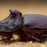 Variedades fascinantes de escarabajos en el mundo natural