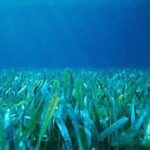 Vida marina del Mar Muerto: diversidad y adaptaciones únicas