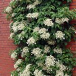 Hortensia trepadora: consejos de cuidado y ubicación ideal