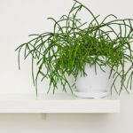 Rhipsalis baccifera: cuidados riego y reproducción efectiva