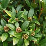 Skimmia japonica: guía completa de cuidados y mantenimiento