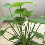 Variados tipos de alocasia y sus características distintivas