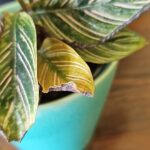 Calathea con hojas amarillas: razones y recuperación efectiva