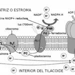 Tilacoides: definición funciones esenciales y su estructura
