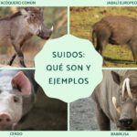 Todo sobre los suidos y sus ejemplos destacados
