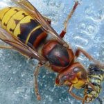 Amenazas para avispas y abejas: depredadores naturales