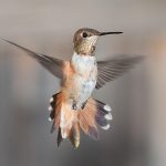 Colibríes: La amenaza que enfrenta su supervivencia