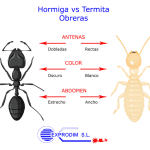 Comparativa entre hormigas y termitas: similitudes y contrastes
