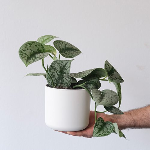 Cuidados esenciales del Scindapsus pictus: riego y hojas saludables