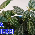 Cuidados y reproducción de Pilea cadierei con hojas negras