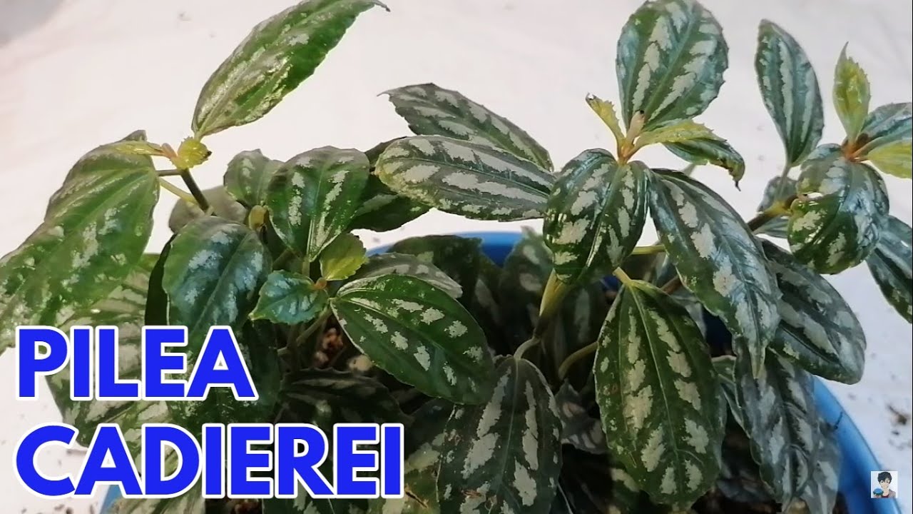 Cuidados y reproducción de Pilea cadierei con hojas negras
