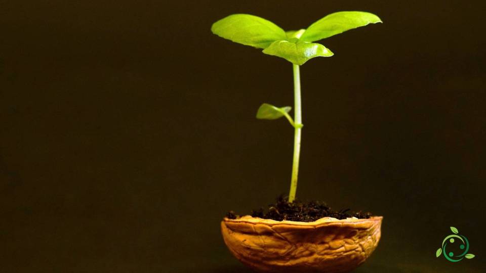 Geotropismo: definición clasificaciones y ejemplos en plantas