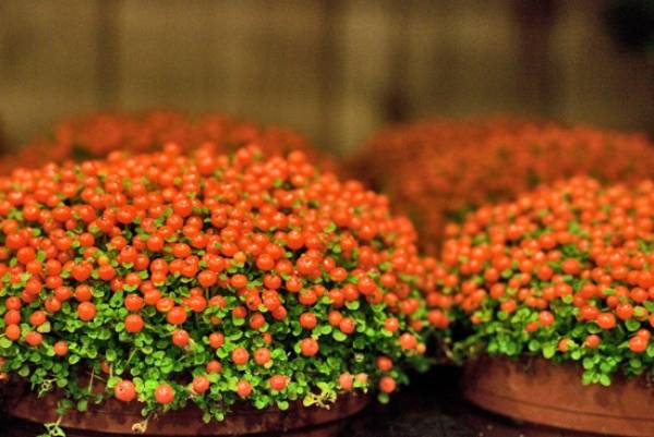 Nertera granadensis: cuidados características y pautas de riego