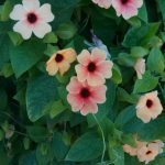 Thunbergia alata: cuidados toxicidad y problemas de salud