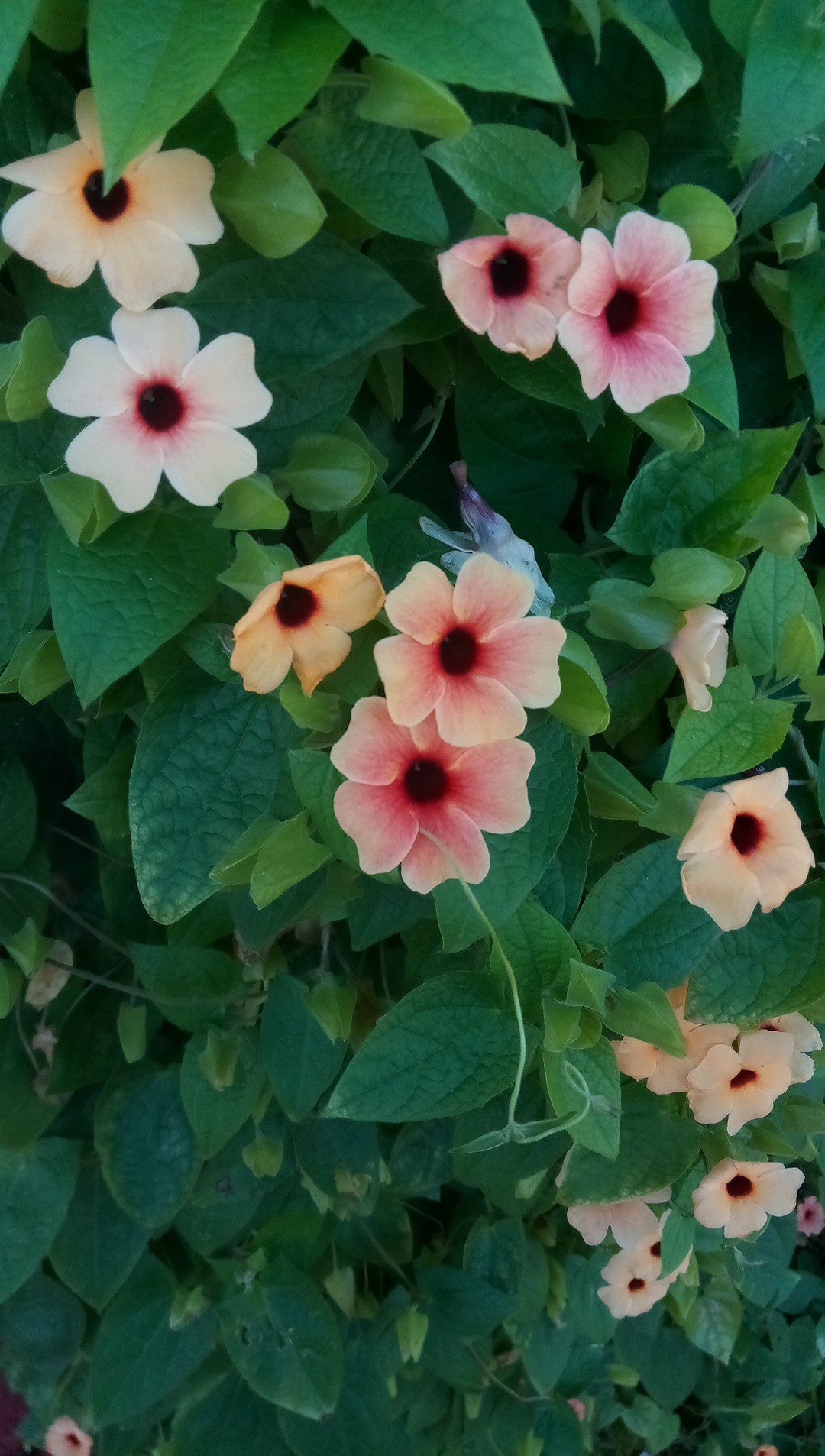 Thunbergia alata: cuidados toxicidad y problemas de salud