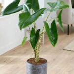 Alocasia zebrina: guía completa de cuidados y problemas