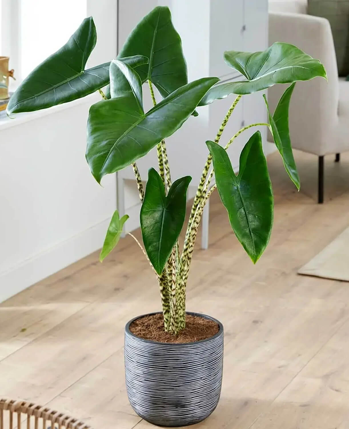 Alocasia zebrina: guía completa de cuidados y problemas