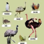Animales similares al avestruz en características y hábitats