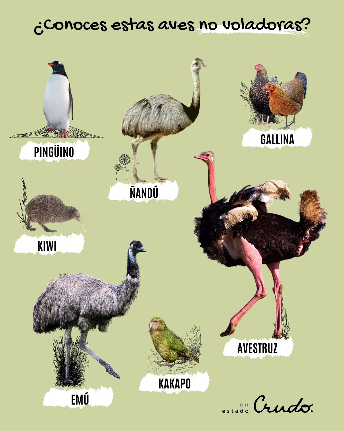 Animales similares al avestruz en características y hábitats