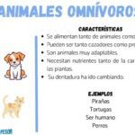 Animales sociales: características y ejemplos significativos