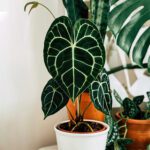 Anthurium clarinervium: guía completa de cuidados y reproducción