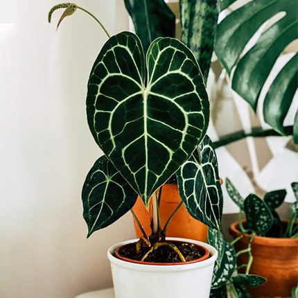 Anthurium clarinervium: guía completa de cuidados y reproducción