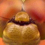 Asombrosos secretos sobre las libélulas