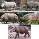 Clasificación de las diferentes especies de rinocerontes