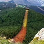 Cortafuegos en el bosque: tipos y su papel en incendios