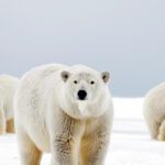 El verdadero color de los osos polares y su significado