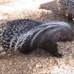 Erizo y puercoespín: diferencias clave entre estos animales