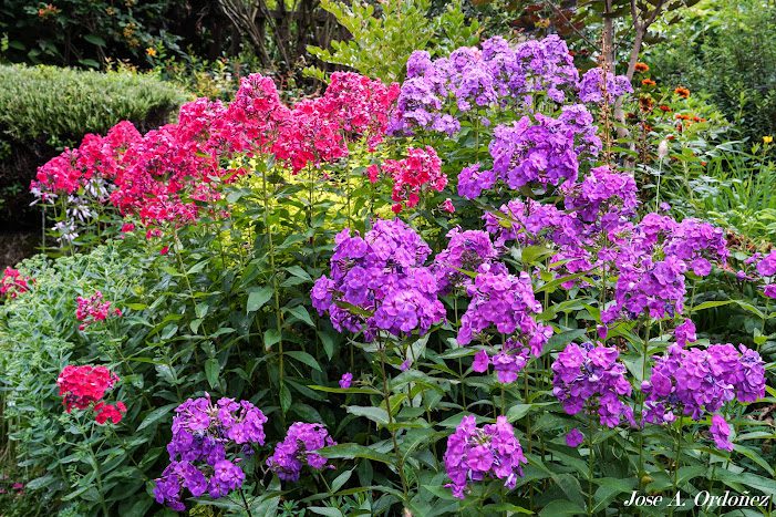 Flores que iluminan el mes de julio
