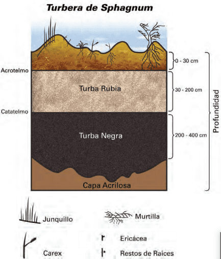 Musgo de turba: propiedades usos y maneras de aplicarlo