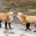 Rostros y comportamientos semejantes al zorro en la fauna