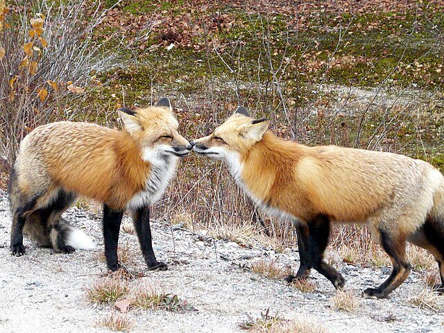 Rostros y comportamientos semejantes al zorro en la fauna