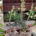 Albuca spiralis: guía completa de cuidados y reproducción