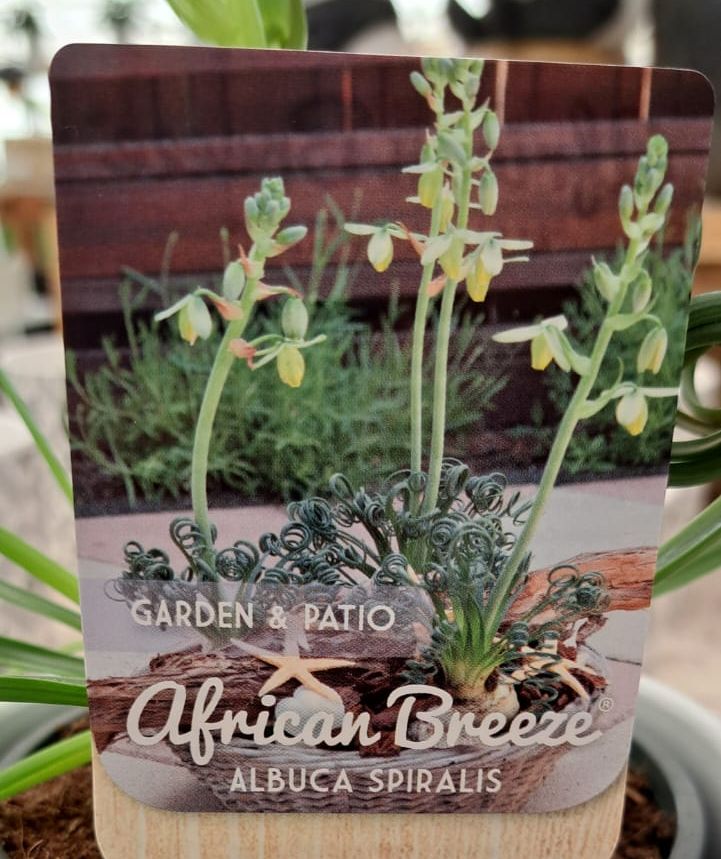 Albuca spiralis: guía completa de cuidados y reproducción